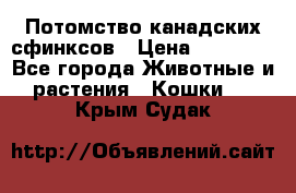 Потомство канадских сфинксов › Цена ­ 15 000 - Все города Животные и растения » Кошки   . Крым,Судак